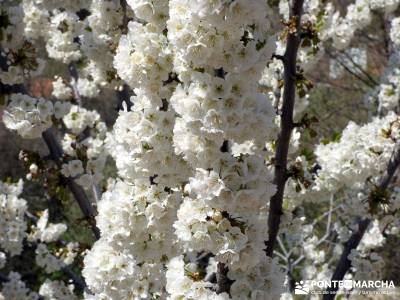 Cerezos en flor en el Valle del Jerte - Senderismo Caceres;pueblos de madrid senderos montañas